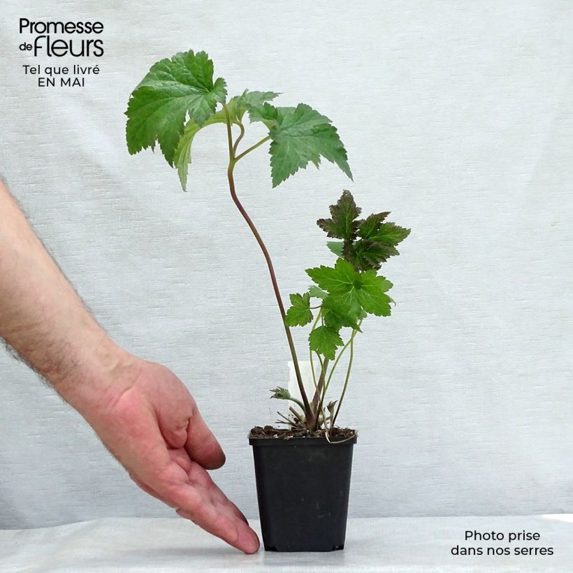 Example of Anémone japonaise tomentosa Serenade Godet de 8/9 cm as you get in printemps