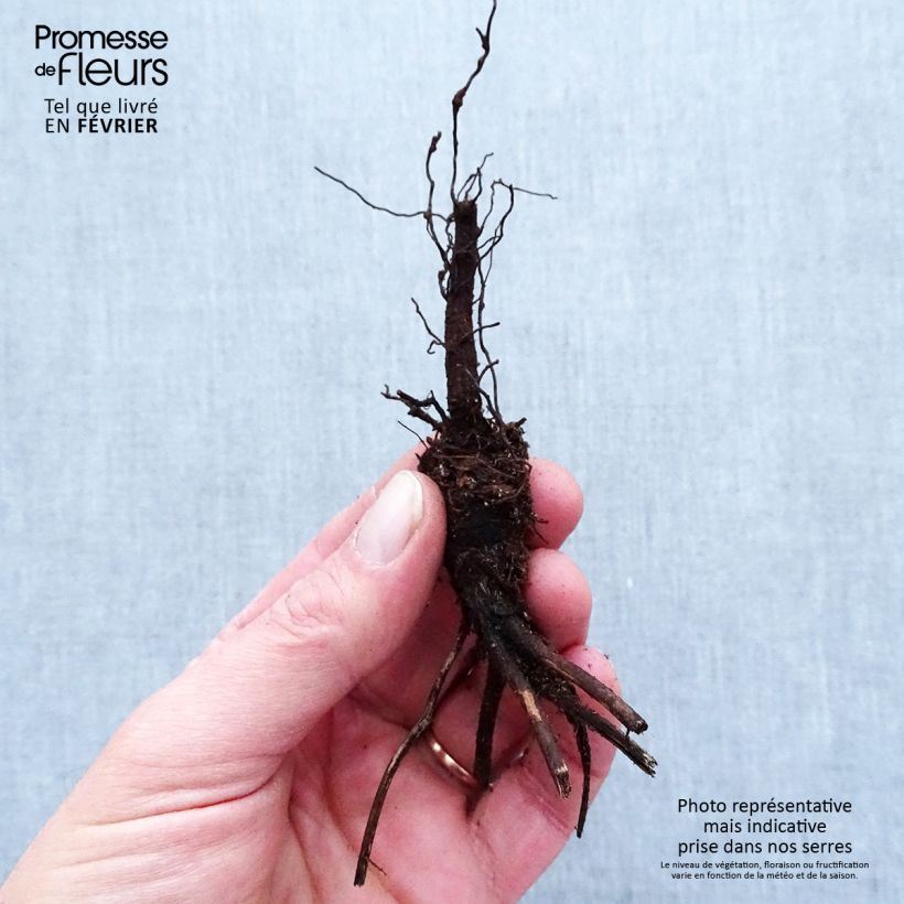 Example of Anemone leveillei Racines nues, Qualité premium as you get in hiver