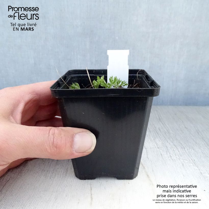 Spécimen de Anemone multifida Rosea - Anémone multifide Godet de 8/9 cm tel que livré au printemps