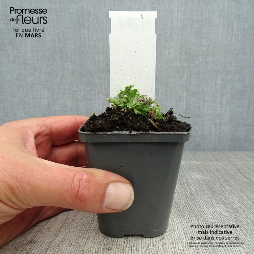 Spécimen de Anemone multifida Rubra - Anémone multifide Godet de 8/9 cm tel que livré au printemps