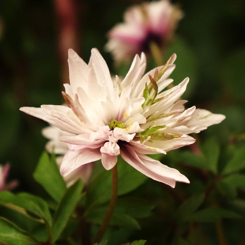 Anemone nemorosa Blue Eyes - Anémone des bois (Floraison)