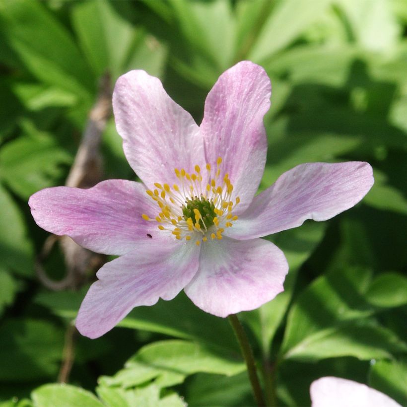 Anemone nemorosa Marie-Rose - Anémone des bois (Flowering)