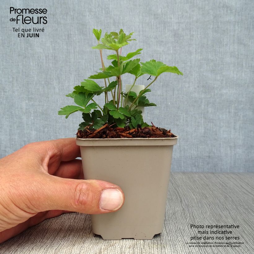 Spécimen de Anémone sauvage - Anemone sylvestris Godet de 8/9 cm tel que livré en été