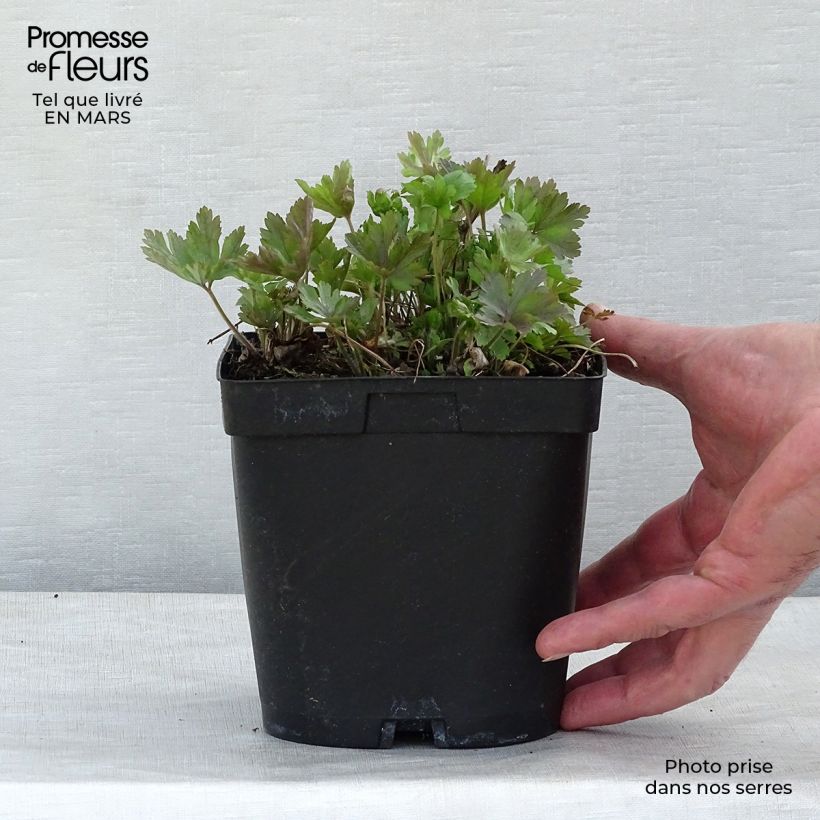 Spécimen de Anémone sauvage - Anemone sylvestris Pot de 2L/3L tel que livré au printemps