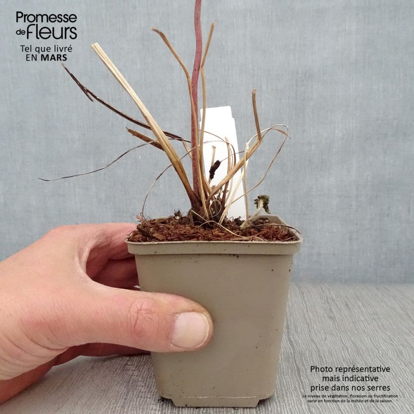 Spécimen de Anemone tomentosa Albadura Godet de 8/9 cm tel que livré au printemps