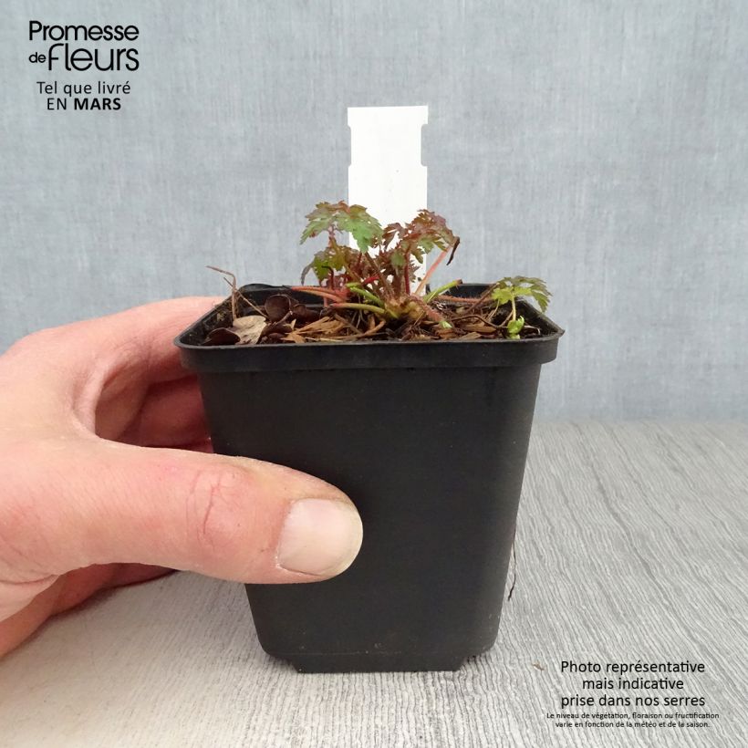 Spécimen de Anemonella thalictroides Godet de 8/9 cm tel que livré au printemps