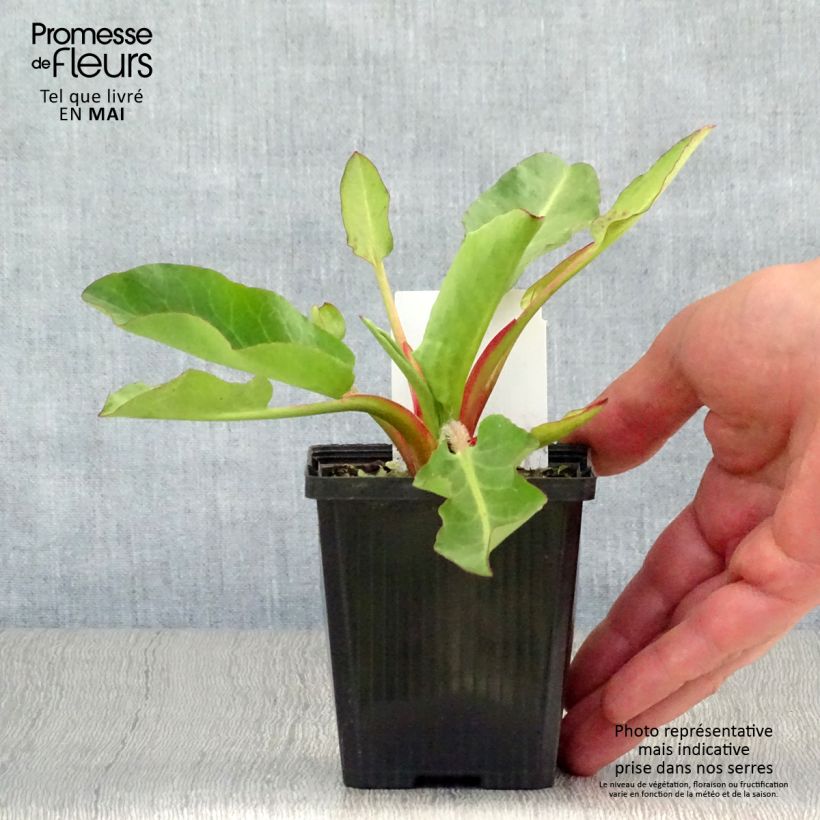 Example of Anemopsis californica - Anémopsis de Californie Godet de 8/9 cm as you get in printemps