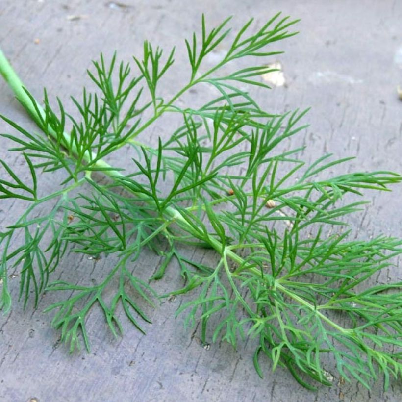 Aneth Bio - Anethum graveolens en plants (Foliage)