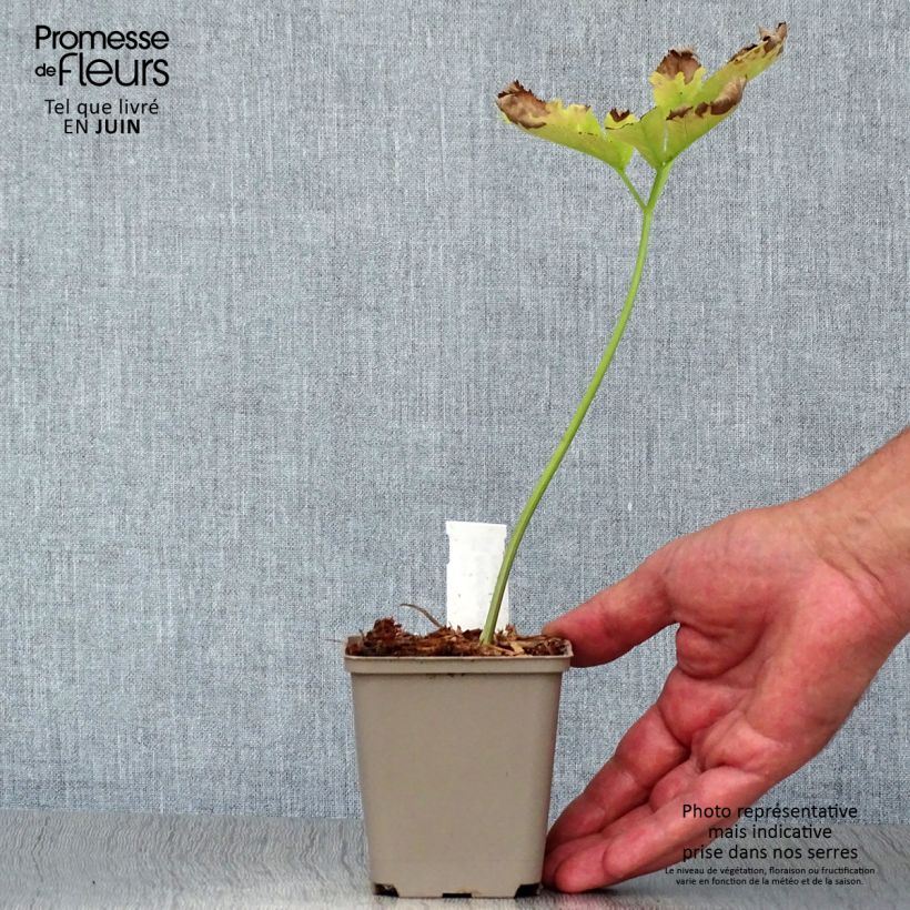 Spécimen de Angelica gigas - Angélique rouge Godet de 8/9 cm tel que livré en été