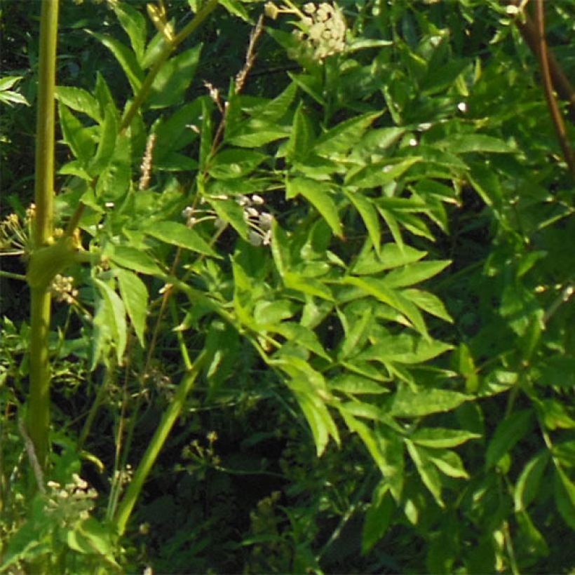 Angélique, Angelica heterocarpa (Foliage)