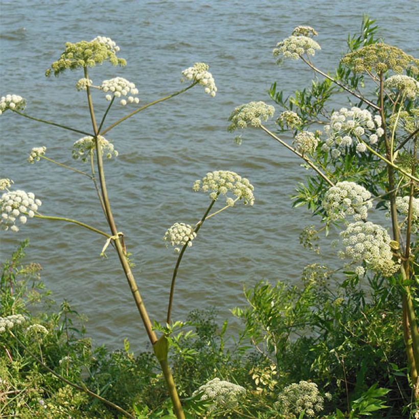Angélique, Angelica heterocarpa (Flowering)