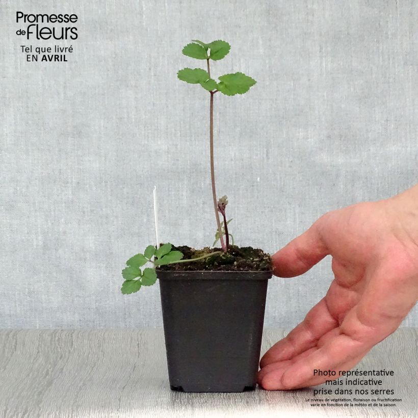 Example of Angelica sylvestris Vicar's Mead - Angélique Godet de 8/9 cm as you get in printemps