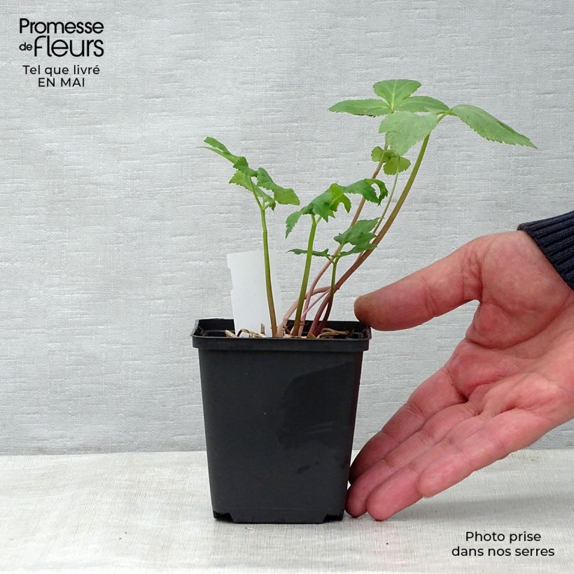 Spécimen de Angélique officinale - Angelica archangelica Godet de 7/8 cm tel que livré au printemps