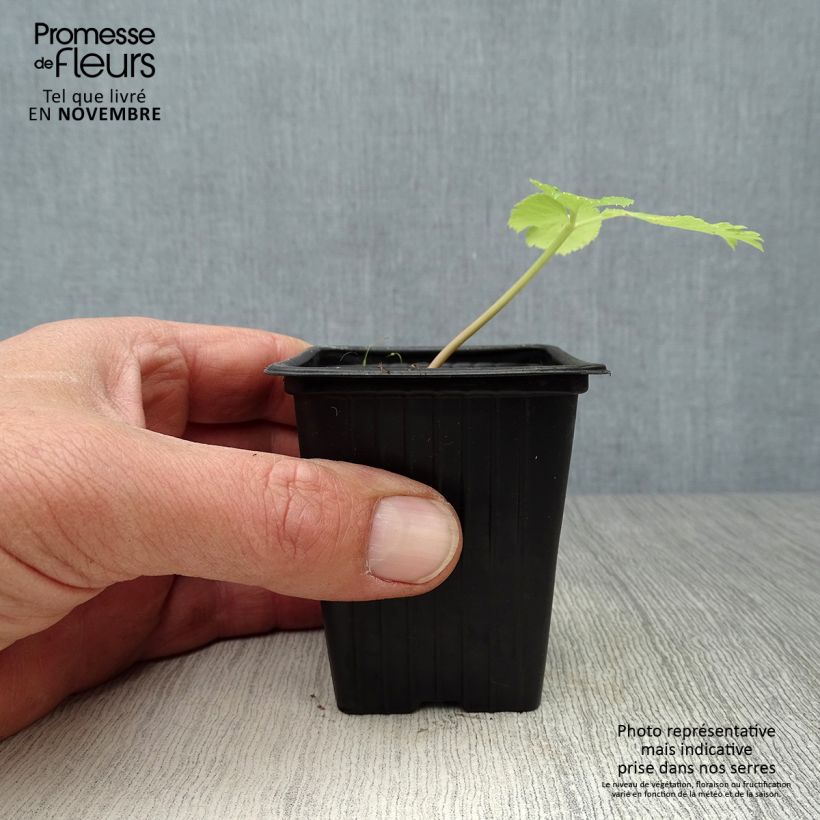 Spécimen de Angélique officinale - Angelica archangelica Godet de 7/8 cm tel que livré en automne