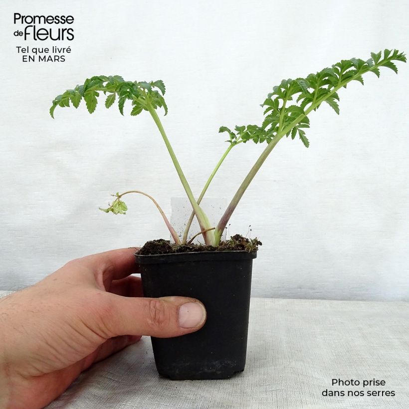 Example of Angelique, Angelica pachycarpa Godet de 8/9 cm as you get in printemps
