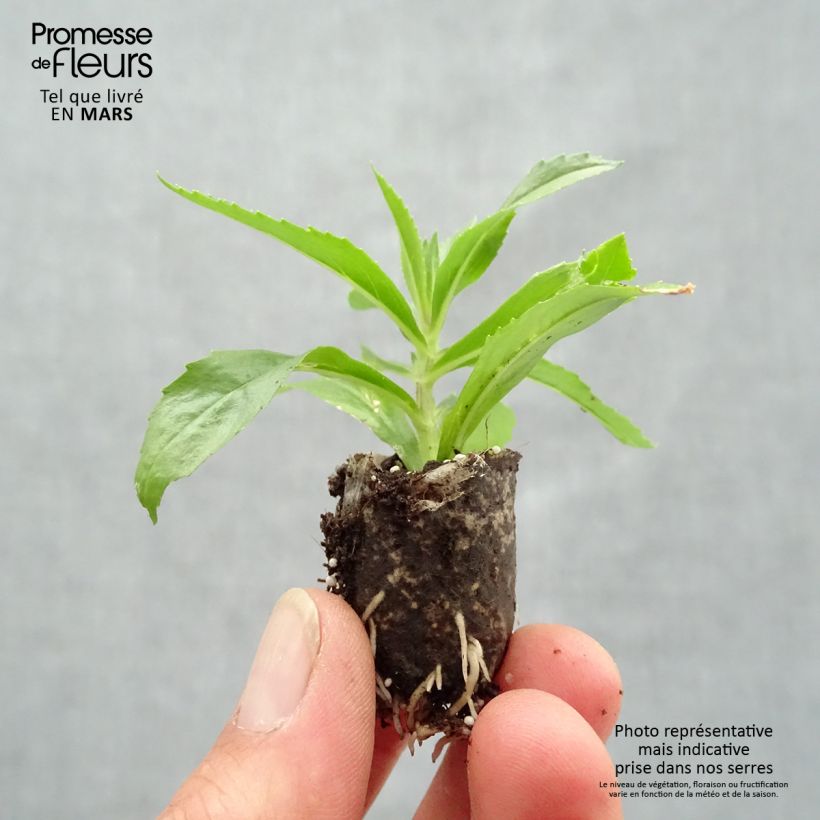 Spécimen de Angélonia Angelface Blue Mini-mottes Mini-motte Ø 1,5/2,5 cm tel que livré au printemps