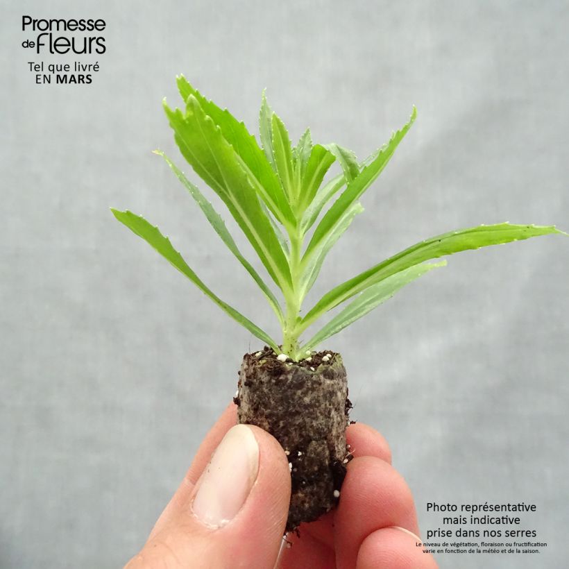 Spécimen de Angélonia Angelface Carrara White Mini-motte Ø 1,5/2,5 cm, Plant vert de 5 à 10 cm de haut tel que livré au printemps