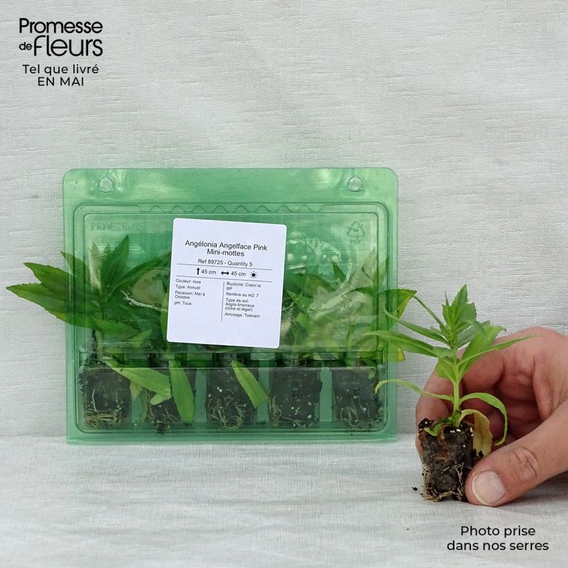 Spécimen de Angélonia Angelface Pink Mini-mottes Mini-motte Ø 1,5/2,5 cm tel que livré au printemps