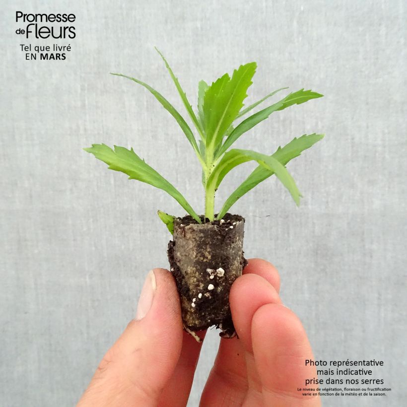 Spécimen de Angélonia Angelface Wedgewood Blue Mini-motte Ø 1,5/2,5 cm, Plant vert de 5 à 10 cm de haut tel que livré au printemps