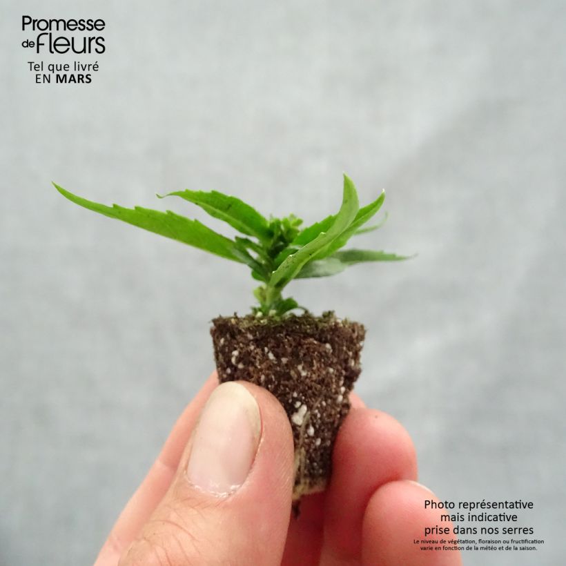 Spécimen de Angélonia Archangel Cherry Red Mini-motte Ø 1,5/2,5 cm tel que livré au printemps