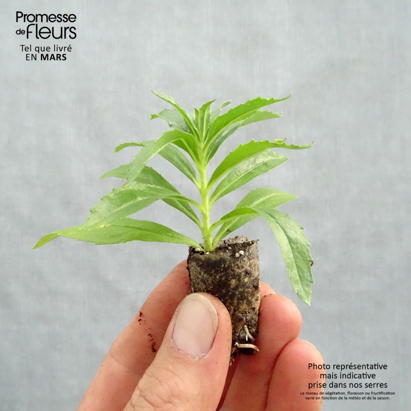 Spécimen de Angelonia Archangel Dark Purple Mini-motte Ø 1,5/2,5 cm tel que livré au printemps