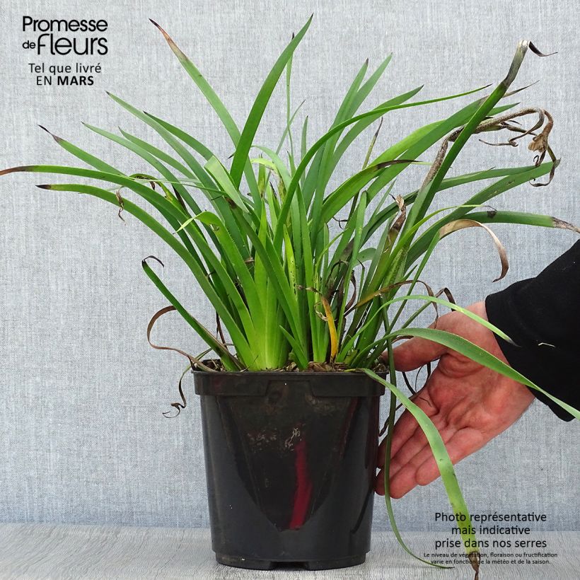 Example of Anigozanthos Bush Bonanza Pot de 2L/3L as you get in printemps