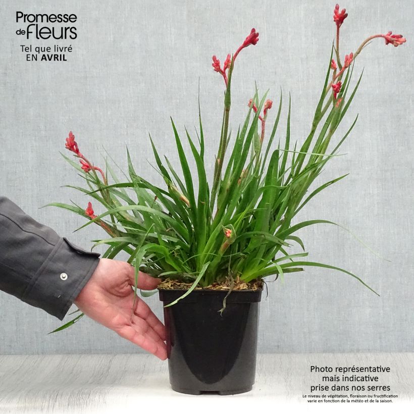 Example of Anigozanthos Bush Inferno Pot de 3L/4L as you get in printemps