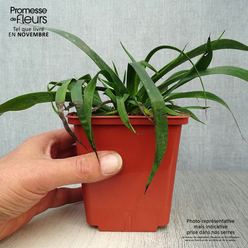 Example of Anigozanthos Bush Inferno Pot de 1L/1,5L as you get in automne