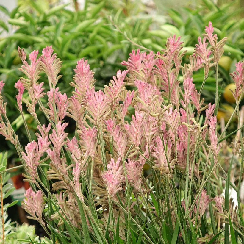 Anigozanthos Bush Pearl (Port)