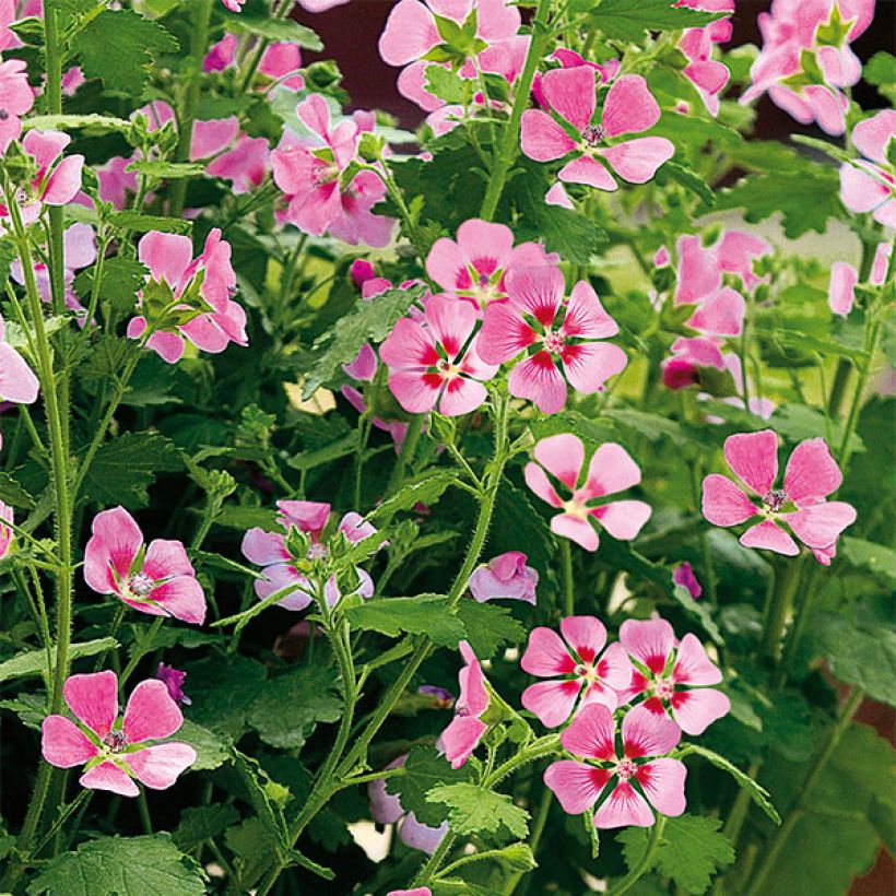 Anisodontea Lady in Pink (Flowering)