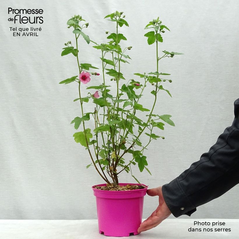 Spécimen de Anisodontea capensis El Rayo - Mauve arbustive du Cap Pot de 1,5L/2L tel que livré au printemps