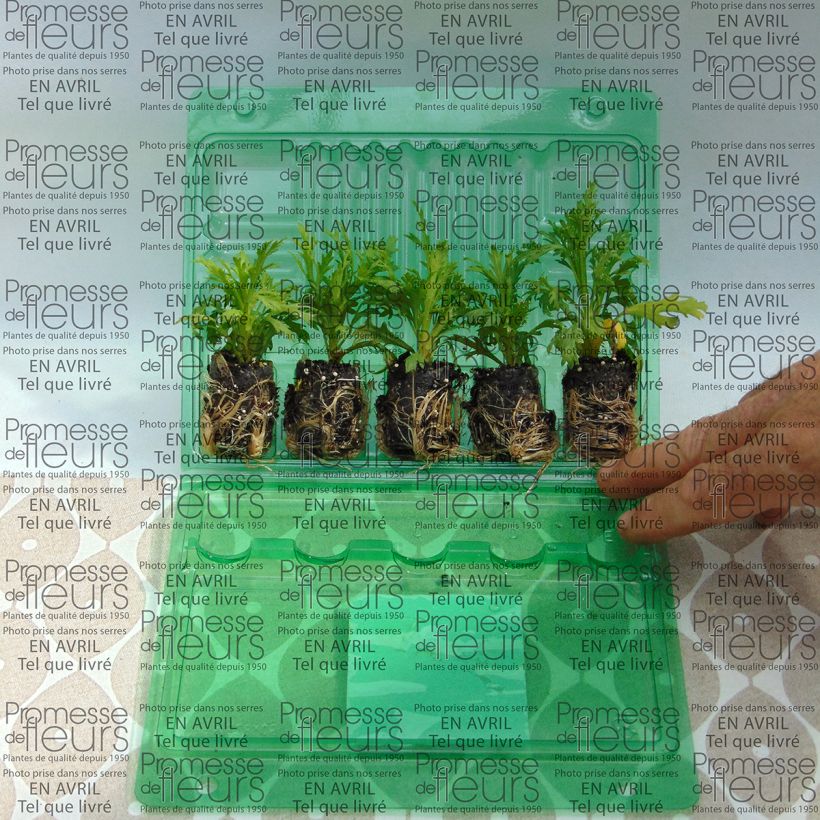 Exemple de spécimen de Anthémis Butterfly Yellow Mini-motte Ø 3/4 cm, Livré en plant vert de 5 à 10 cm de hauteur tel que livré