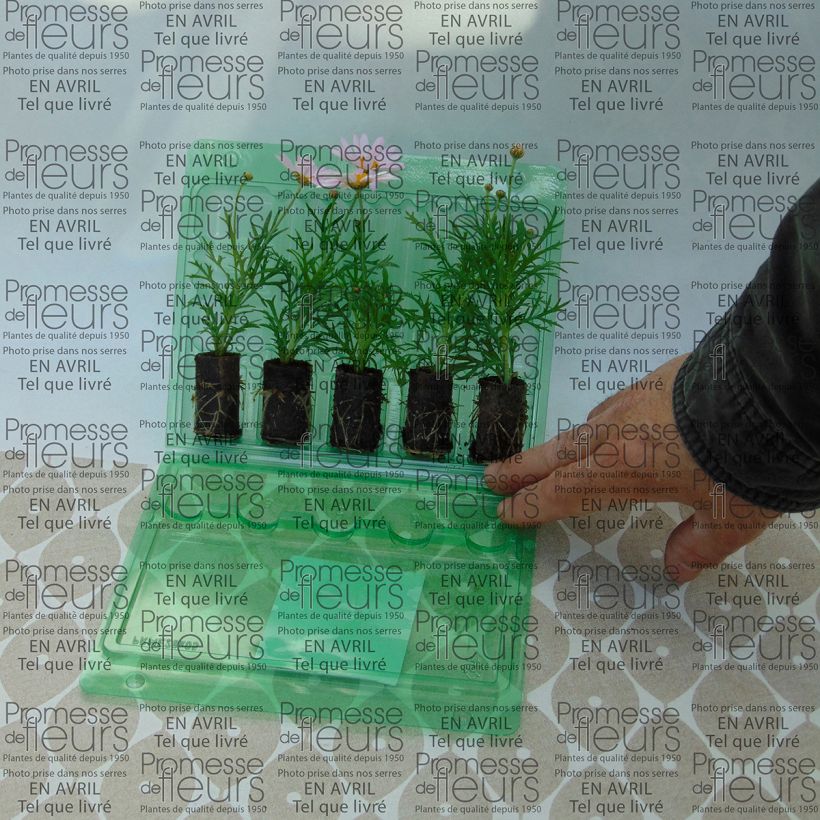 Exemple de spécimen de Anthémis Daisy Crazy Summit Pink Mini-motte Ø 3/4 cm, Livré en plant vert de 5 à 10 cm de hauteur tel que livré