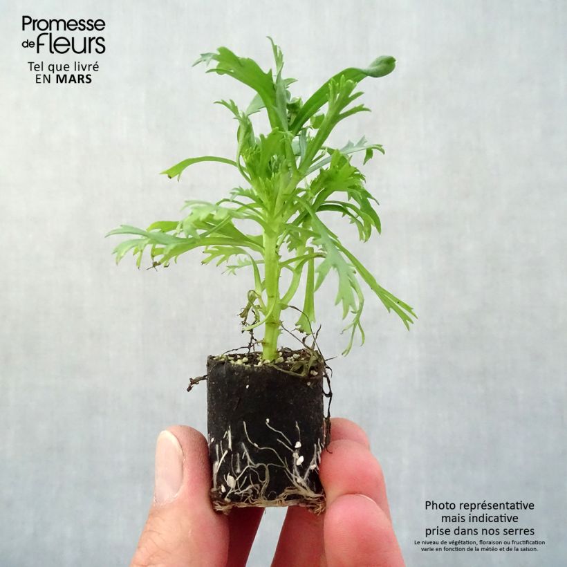 Spécimen de Anthémis Everest blanc Mini-motte Ø 3/4 cm, Livré en plant vert de 5 à 10 cm de hauteur tel que livré au printemps