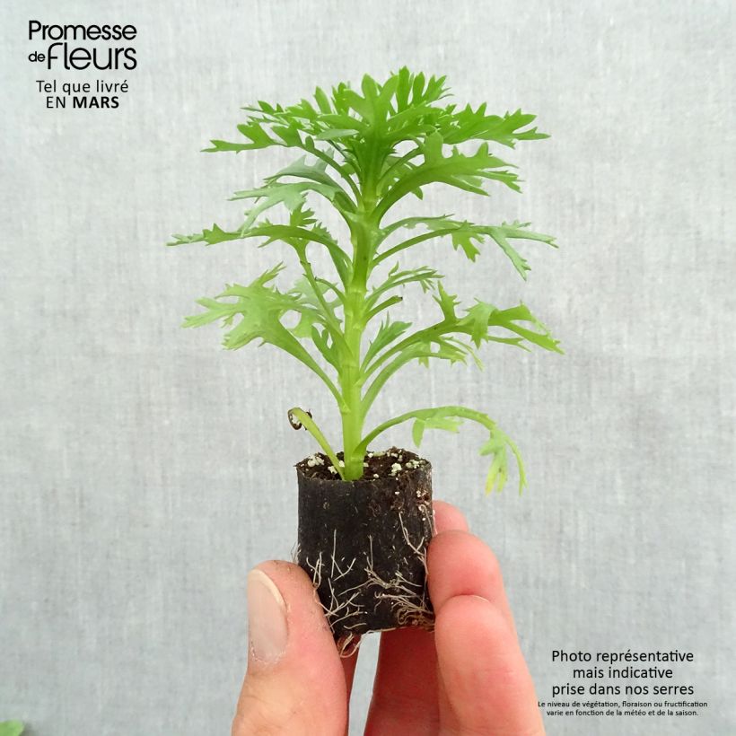 Example of Anthémis Grandaisy Gold Mini-motte Ø 3/4 cm, Livré en plant vert de 5 à 10 cm de hauteur as you get in printemps