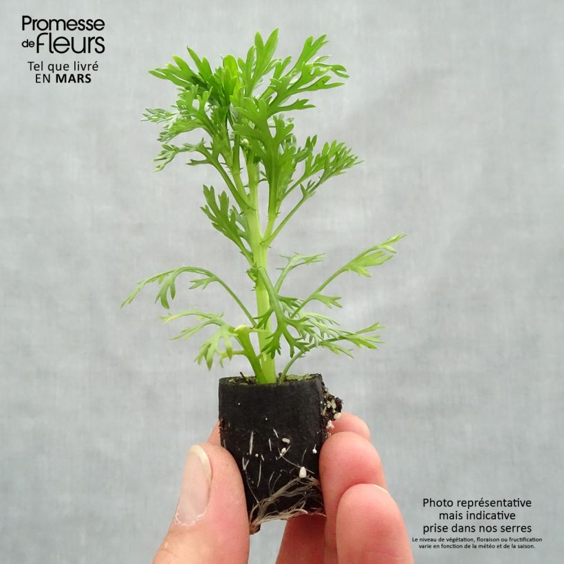 Spécimen de Anthémis Grandaisy Pink Tourmaline Mini-motte Ø 3/4 cm, Plant vert de 5 à 10 cm de haut tel que livré au printemps