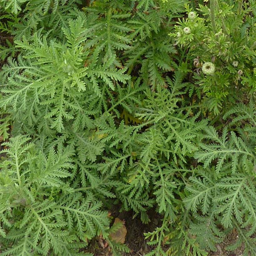 Anthemis tinctoria Kelwayi (Foliage)