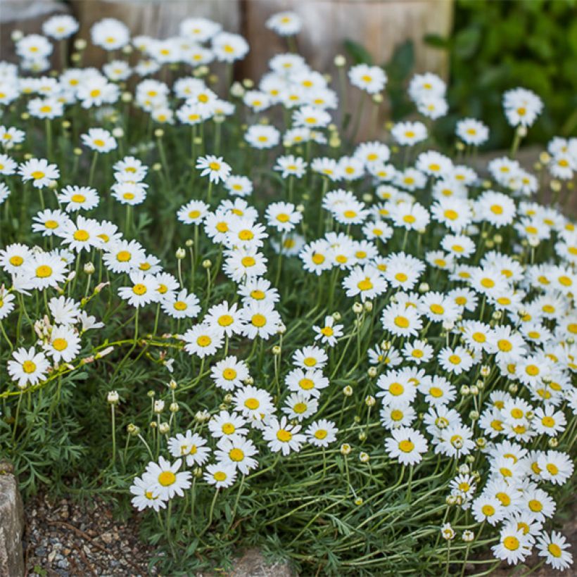 Anthemis carpatica Karpatenschnee - Camomille des monts Carpates Karpatenschnee (Flowering)