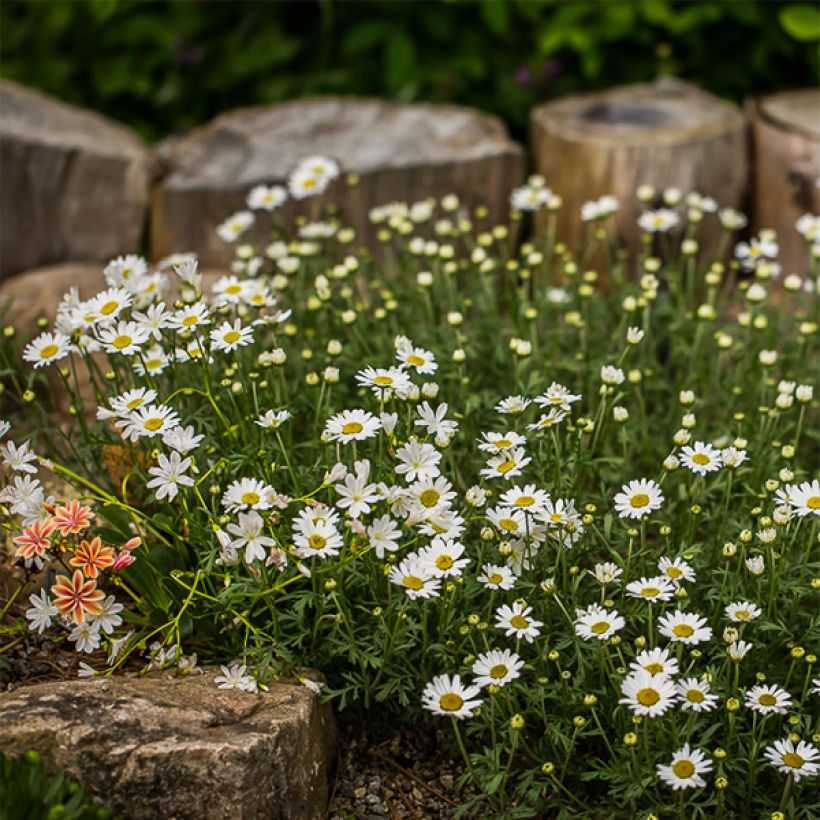 Anthemis carpatica Karpatenschnee - Camomille des monts Carpates Karpatenschnee (Plant habit)