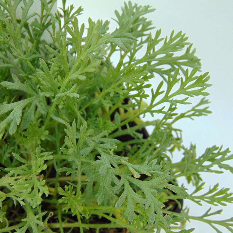 Anthemis carpatica Karpatenschnee - Camomille des monts Carpates Karpatenschnee (Foliage)