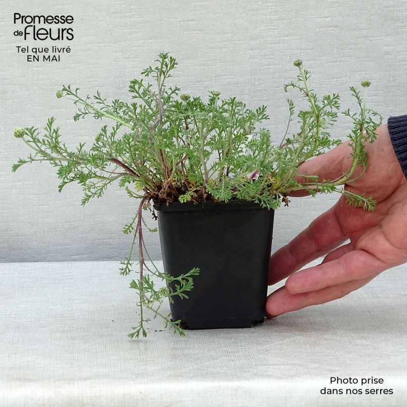 Example of Anthemis carpatica Karpatenschnee - Camomille des monts Carpates Karpatenschnee Godet de 8/9 cm as you get in printemps