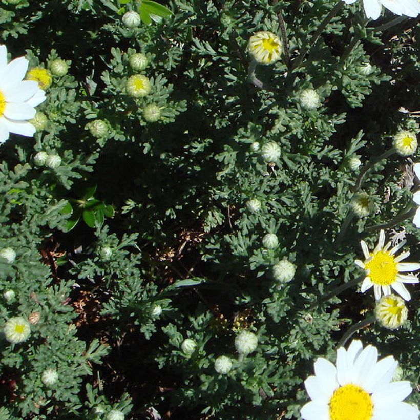 Anthemis punctata ssp. cupaniana (Foliage)
