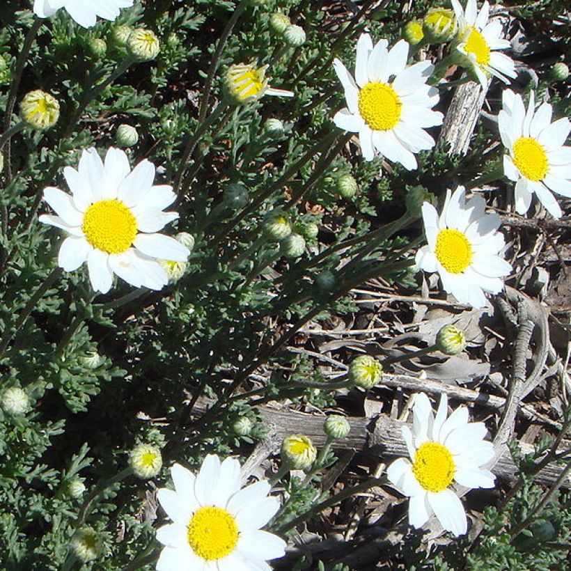 Anthemis punctata ssp. cupaniana (Plant habit)