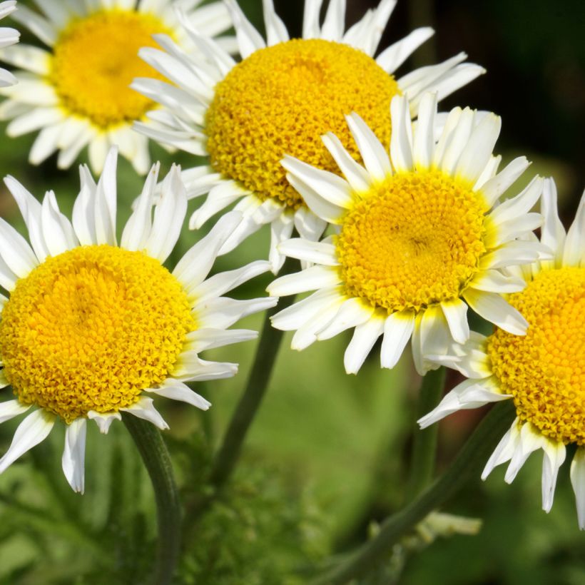 Anthemis punctata ssp. cupaniana (Flowering)