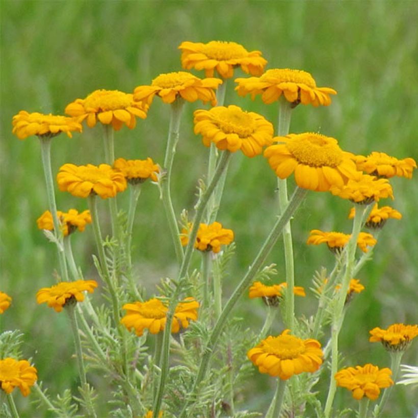 Anthemis sancti-johannis - Anthémis de la Saint-Jean (Flowering)