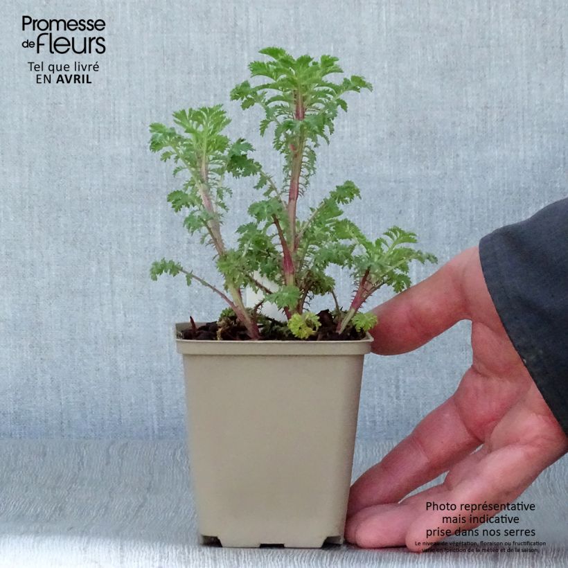 Example of Anthemis sancti-johannis - Anthémis de la Saint-Jean Godet de 7/8 cm as you get in printemps