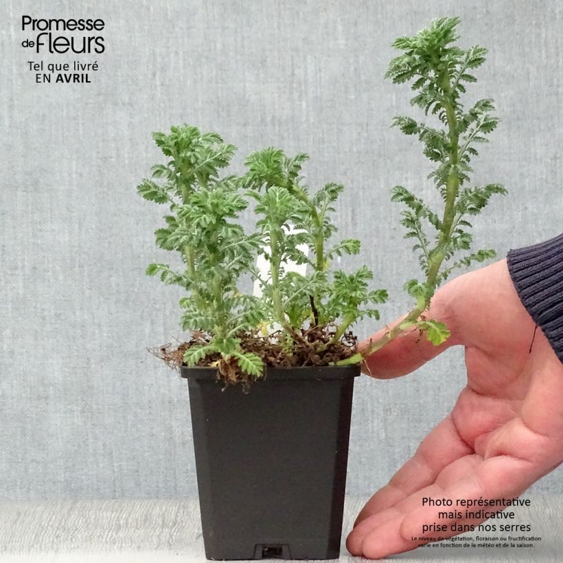 Example of Anthemis tinctoria E.C. Buxton - Fausse Camomille Godet de 8/9 cm as you get in printemps