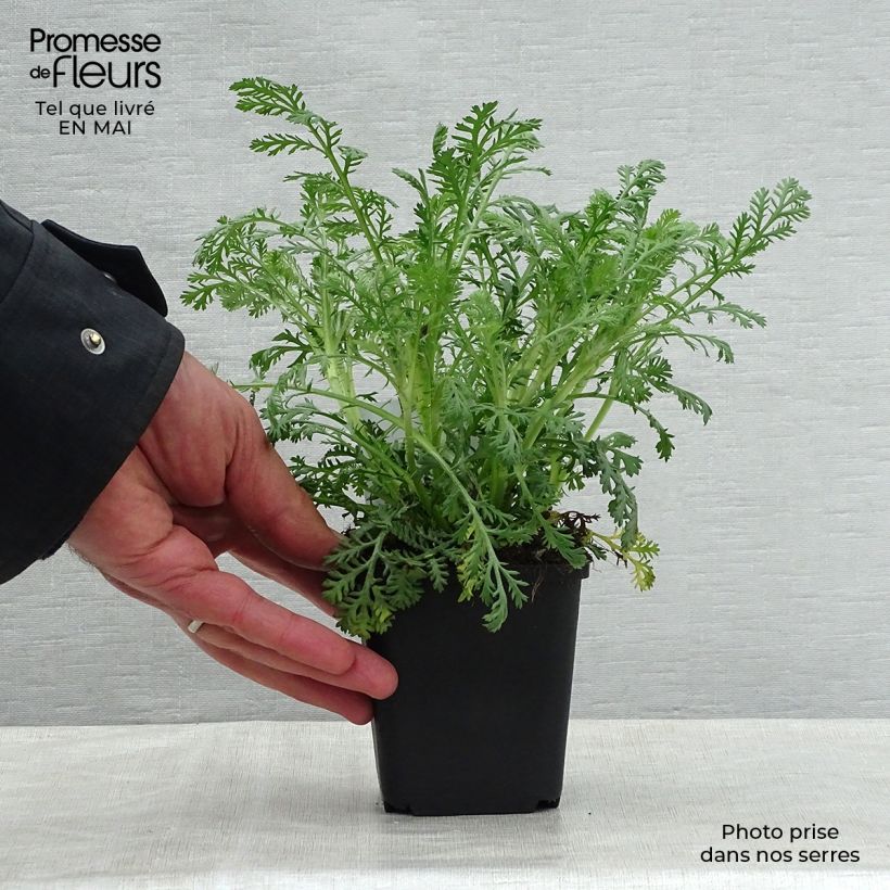 Example of Anthemis tinctoria Sauce Hollandaise - Fausse Camomille Godet de 8/9 cm as you get in printemps