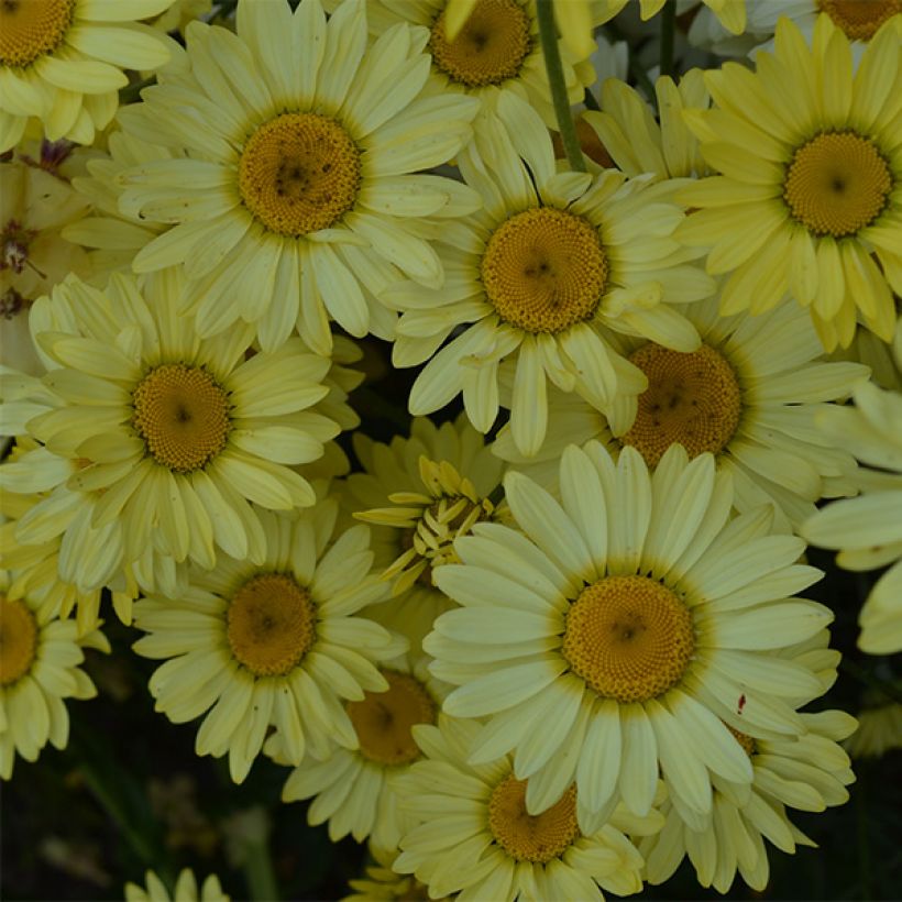 Anthemis tinctoria Wargrave Variety - Camomille des teinturiers (Flowering)