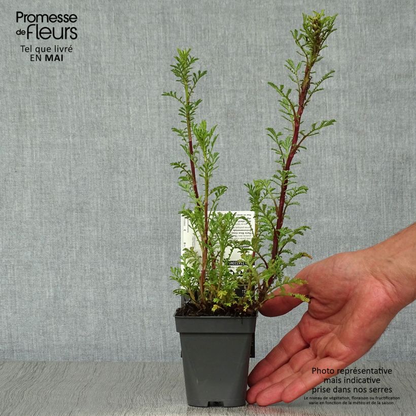 Example of Anthemis tinctoria Wargrave Variety - Camomille des teinturiers Godet de 8/9 cm as you get in printemps